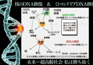 dnaダメージ損傷によるガン