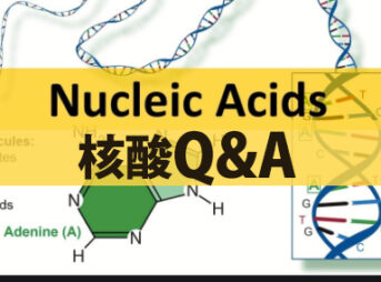北海道白鮭白子DNA核酸　DNA核酸質問