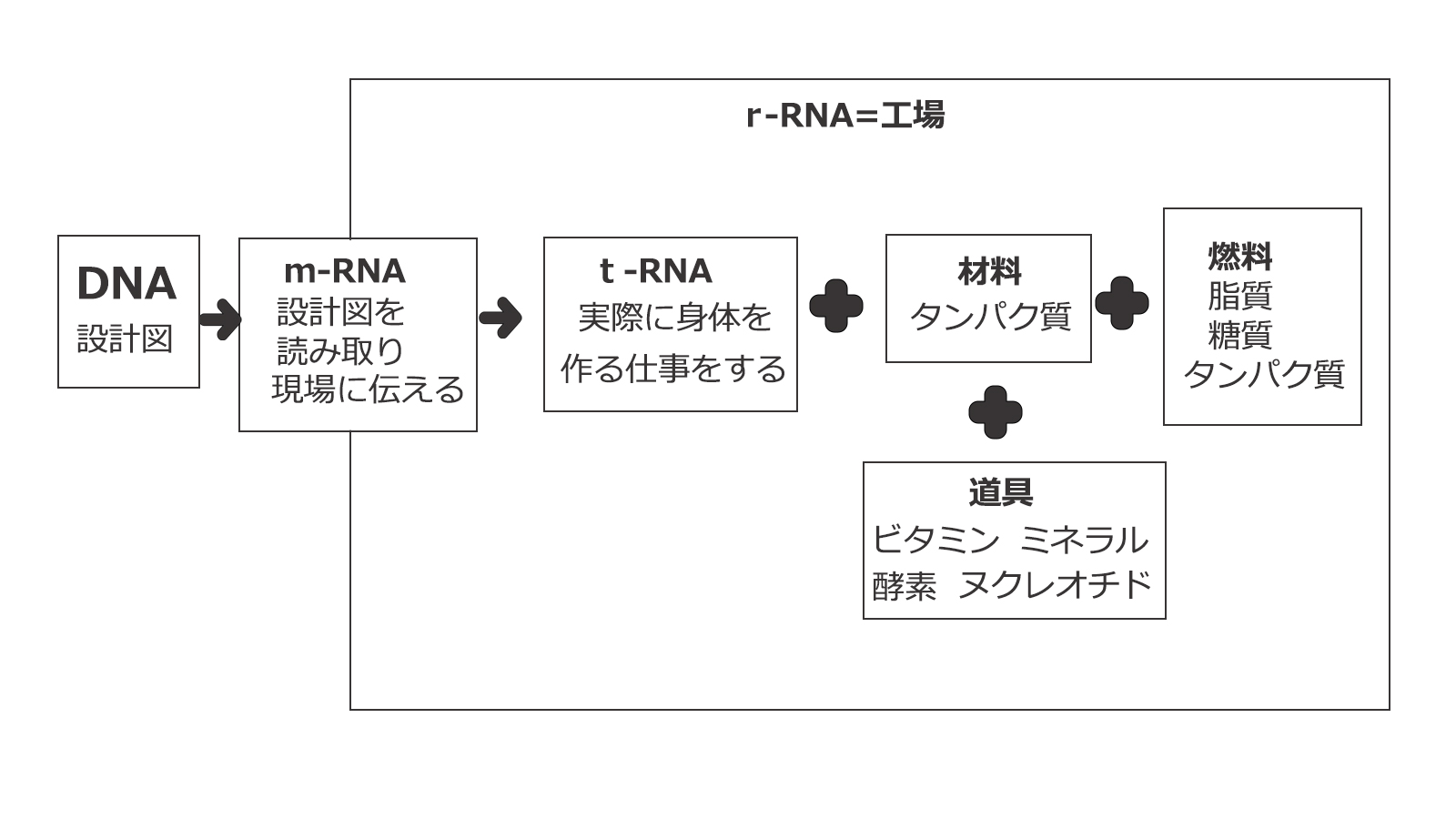 RNAの3つ働き