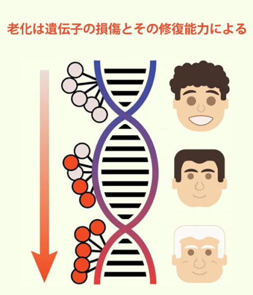 老化は遺伝子の損傷とその修復能力による