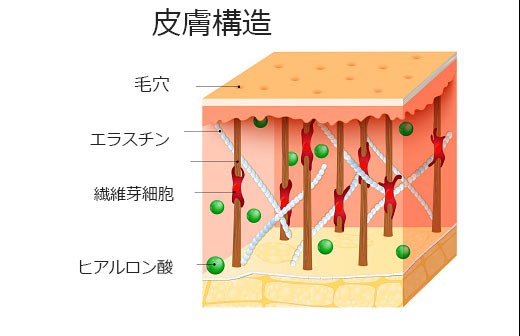 皮膚構造