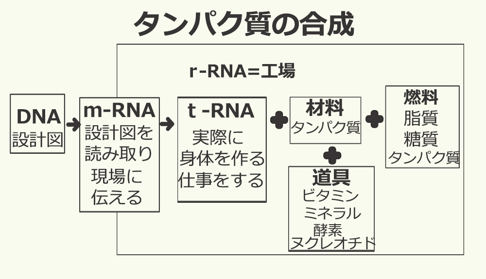 タンパク質の合成はDNARNA