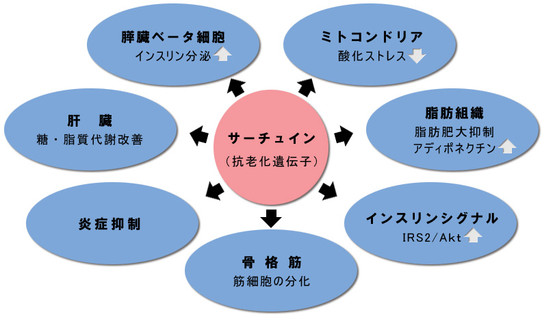 サーチュイン遺伝子効果