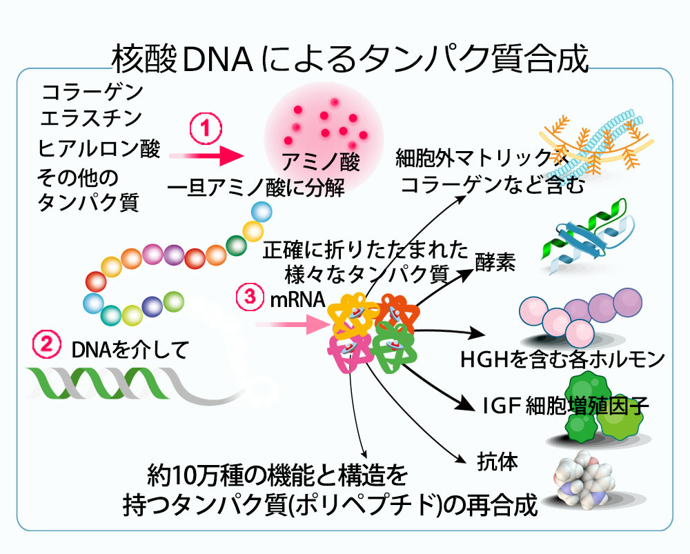 核酸（DNA&RNA)によるタンパク質の合成