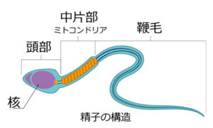 不妊－－精子の構造